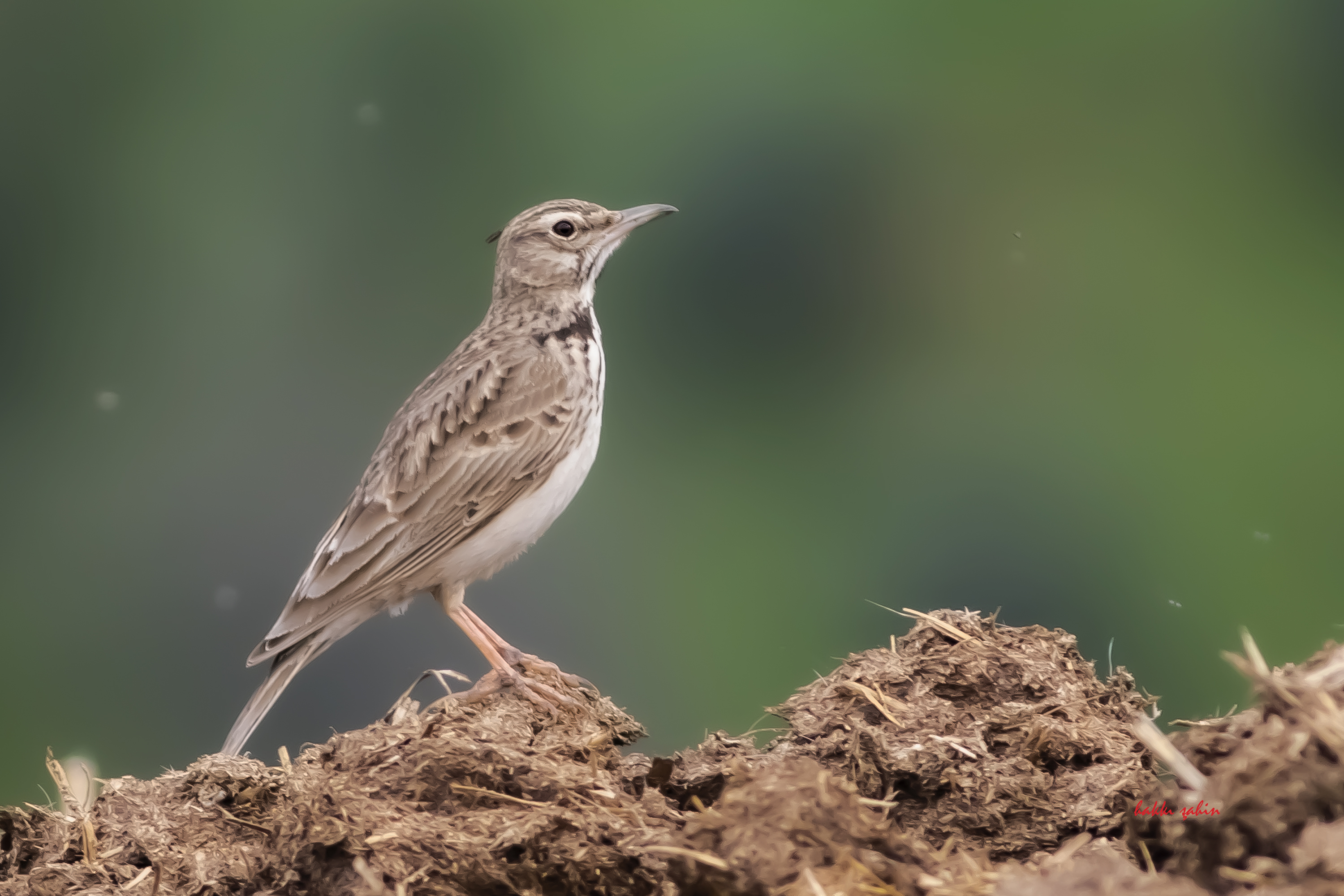 Calandra Lark
